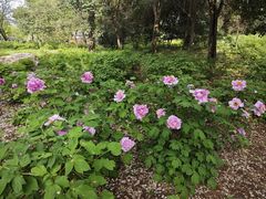-洛阳市隋唐城遗址植物园