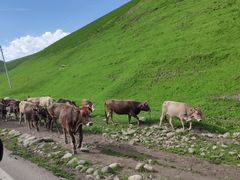 -猫姑娘大盘鸡(商城路店)