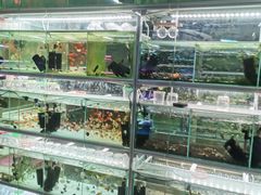 -大自然花鸟鱼虫市场