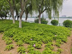 -金银湖国家城市湿地公园