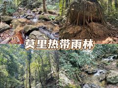 -莫里热带雨林景区