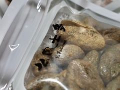 -么凤(波斯富街店)