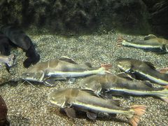 -太平洋海底世界