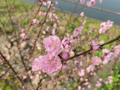 -合肥滨湖国家森林公园