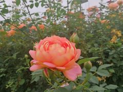 -花博汇(知音花月夜)