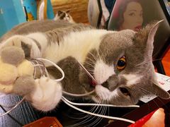 -猫小院猫主题咖啡厅(北锣店)