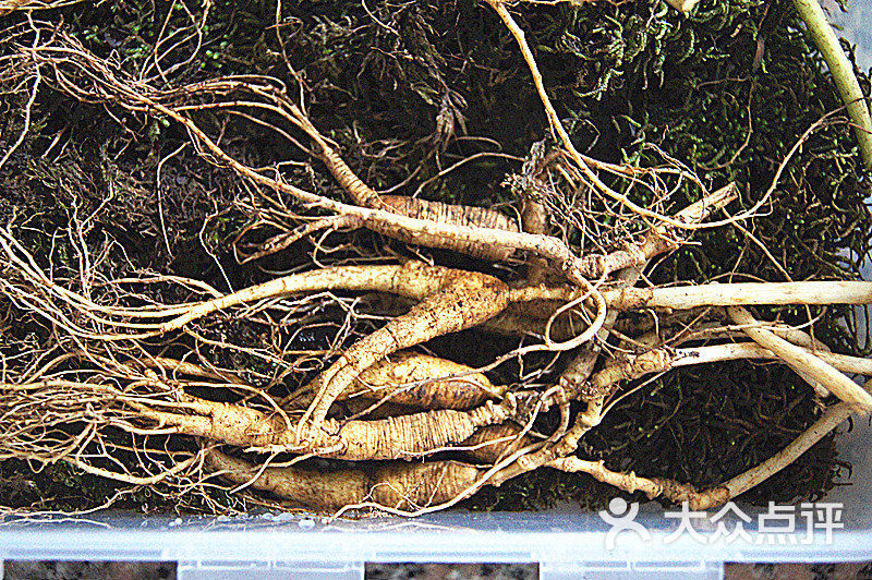 长白山鲜活人参