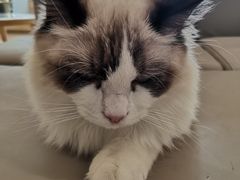 -猫腻·猫咖·撸猫馆(星光大道店)