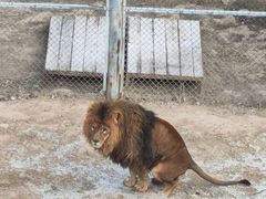 -青藏高原野生动物园