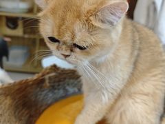 -平行世界·猫咖(首经贸店)