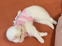 -灵美宠物诊所