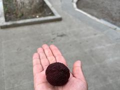 -无锡师范学校附属小学(学前街校区)