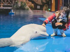 -芜湖新华联大白鲸海洋公园