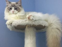 -喵的天空名猫咖啡馆·撸猫·猫舍·用品