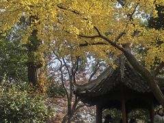 -秋霞圃