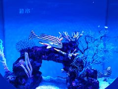 -上海海昌海洋公园