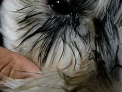 -萌兽医馆·犬猫专科·眼科中心·宠物医院(朝阳门分院)