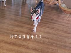 -Husky Go! 哈士奇体验馆·宠物咖啡厅狗咖