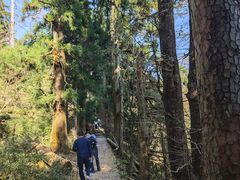 -天目山大树王景区