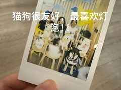-柴迷FANS CLUB·柴犬狗咖·猫咖