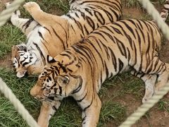 -西霞口神雕山野生动物世界