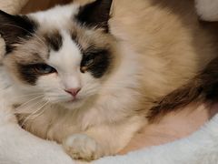 -喵喵咪呀布偶猫咖(春熙路店)