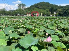 -红山村