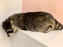 -浣熊柯尔鸭土拨鼠·电玩咖