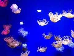 -芜湖新华联大白鲸海洋公园