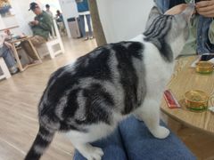 -李小姐の猫咖啡馆(五角场店)
