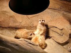 -绿色星球动物主题公园