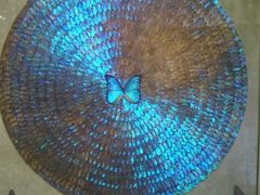 -上海昆虫博物馆