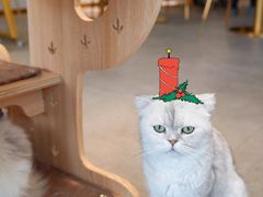 -飞行喵MR PILOT|猫舍·猫咖(静安大融城店)