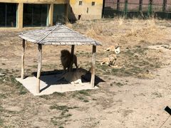 -新疆天山野生动物园