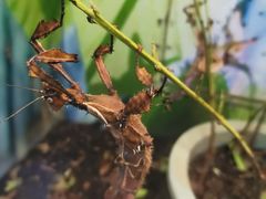 -上海大自然野生昆虫馆(东方明珠·爬宠昆虫探索中心)