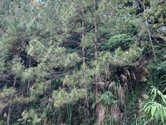 -白云山风景名胜区