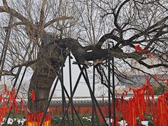 -药王庙(安国市)