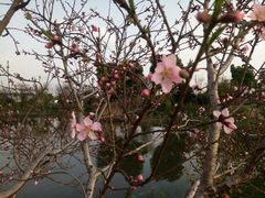-鹅湖玫瑰文化园