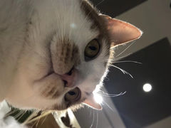 -猫亿天猫咖