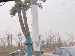 -上海滨江森林公园
