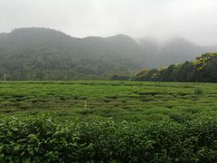 -中国茶叶博物馆(双峰馆区)