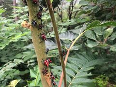 -北京西山国家森林公园