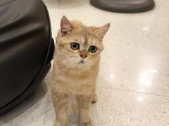 -飞行喵MR PILOT|猫舍·猫咖(静安大融城店)