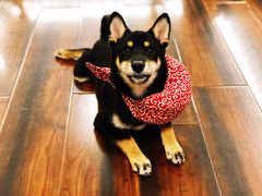 -豆柴町-柴犬主题狗咖(红鼎国际C座店)