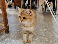 -共舞时光猫咖·狗咖(新街口店)