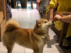 -柴务处·柴犬主题狗咖