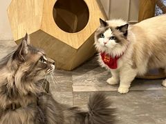 -楼上猫咖(罗湖店)