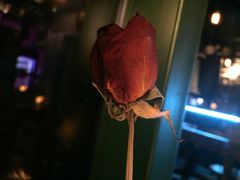 -后院儿·精酿·塔罗Happy Bar