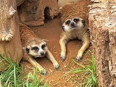 -大连森林动物园