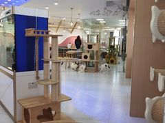 -喵园·猫主题咖啡厅·撸猫·猫咖(国贸店)